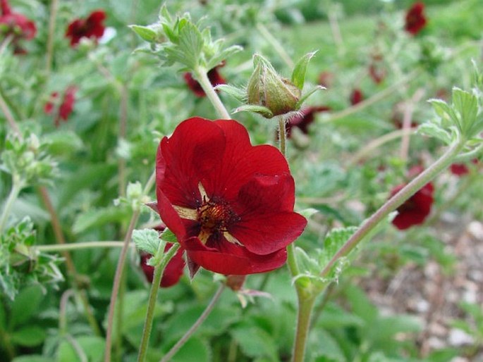 Potentilla atrosanguinea