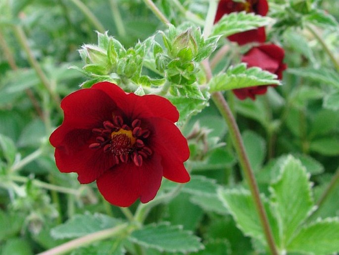 POTENTILLA ATROSANGUINEA G. Lodd. ex D. Don – mochna tmavočervená / nátržník