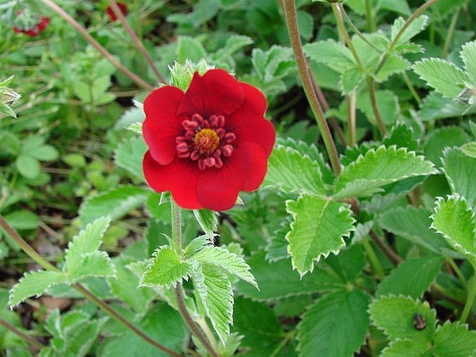 Potentilla atrosanguinea