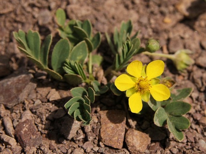 POTENTILLA BIFURCA L. – mochna / nátržník