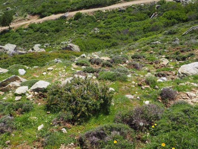 Potentilla corsica