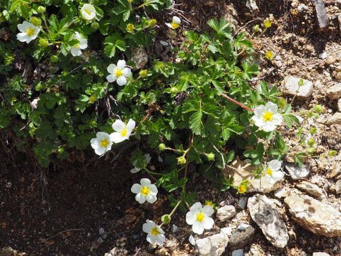 Potentilla corsica