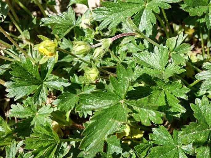 Potentilla crantzii