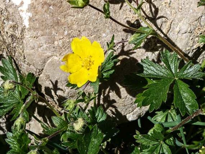 Potentilla crantzii