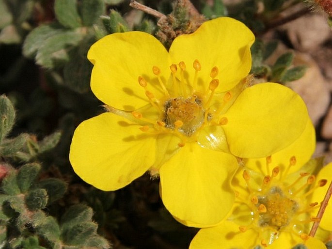 Potentilla dryadanthoides