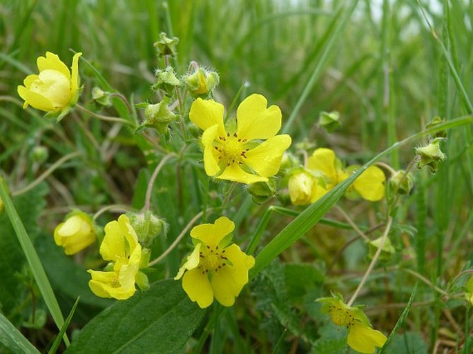 POTENTILLA PATULA Waldst. et Kit. – mochna rozkladitá / nátržník rozložitý