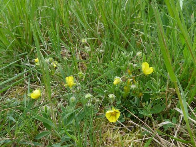 Potentilla patula