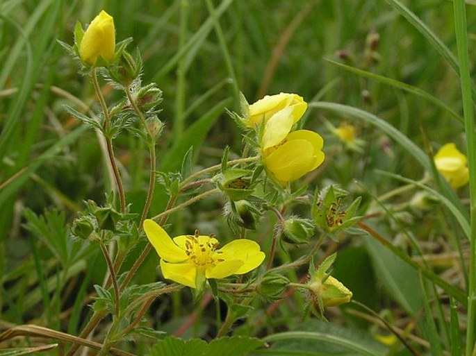 Potentilla patula