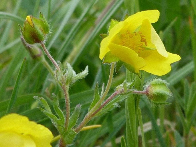 Potentilla patula