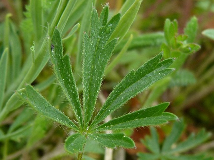 Potentilla patula