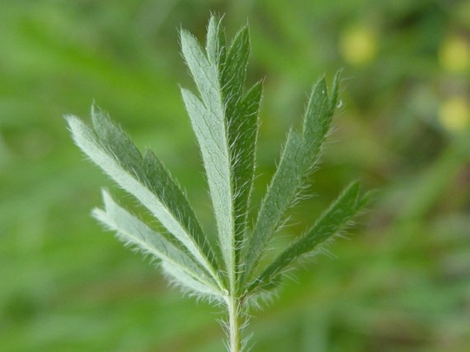 Potentilla patula