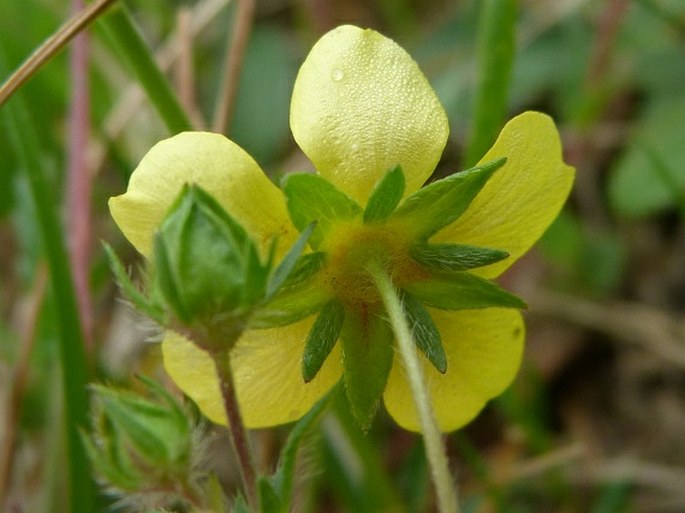 Potentilla patula