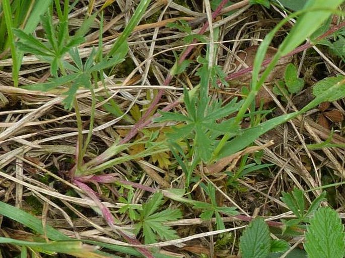 Potentilla patula