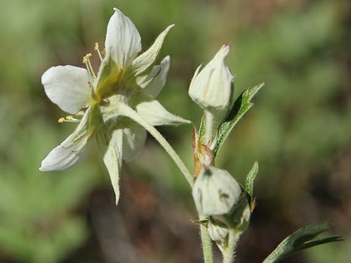 Farinopsis salesoviana