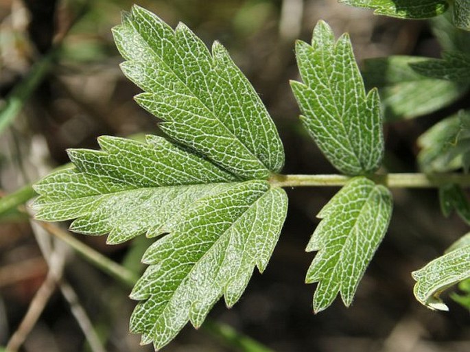 Farinopsis salesoviana