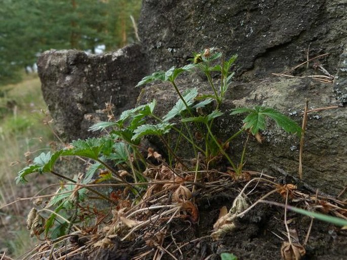 Potentilla crantzii subsp. serpentini