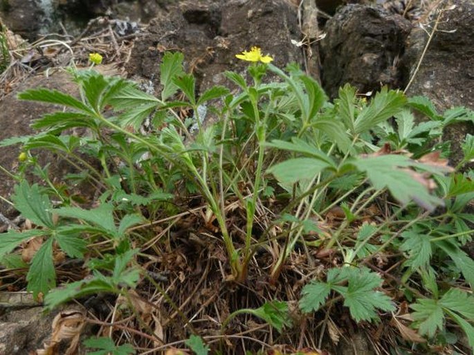 Potentilla crantzii subsp. serpentini