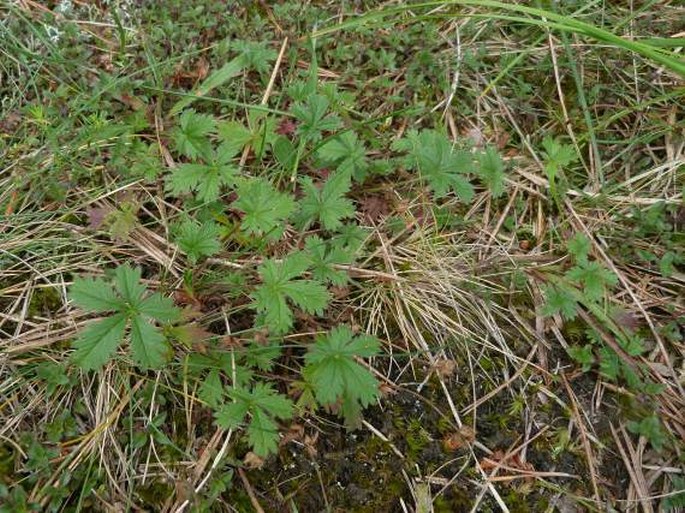 Potentilla crantzii subsp. serpentini