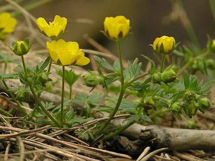 Potentilla crantzii subsp. serpentini