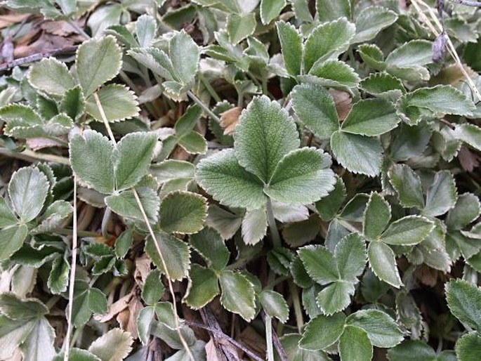 Potentilla speciosa