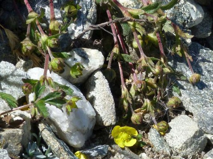 Potentilla heterosepala