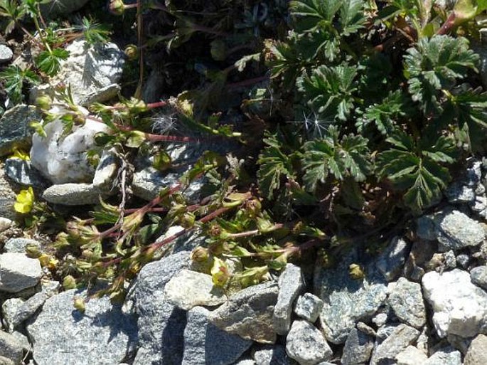 Potentilla heterosepala