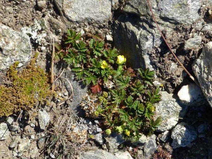 Potentilla heterosepala