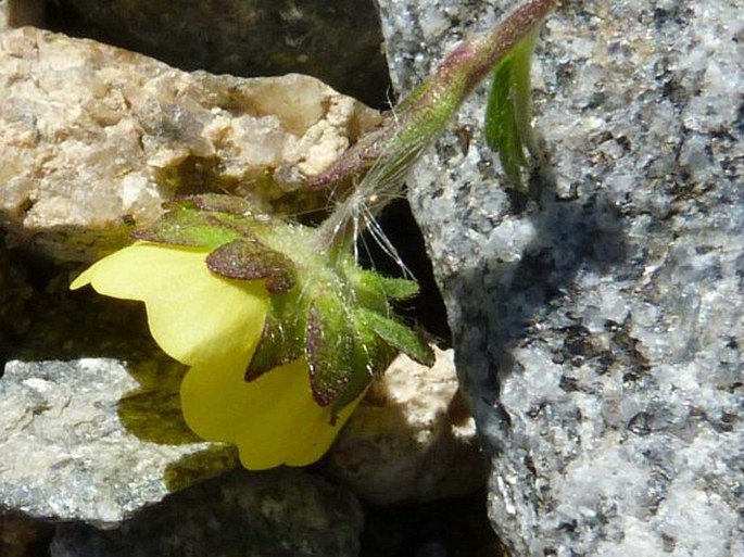 Potentilla heterosepala