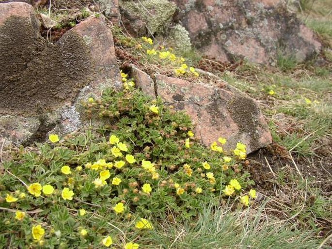 Potentilla incana