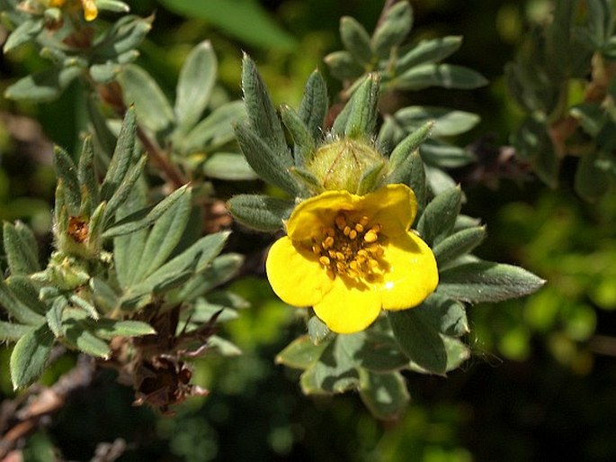 Dasiphora fruticosa subsp. floribunda