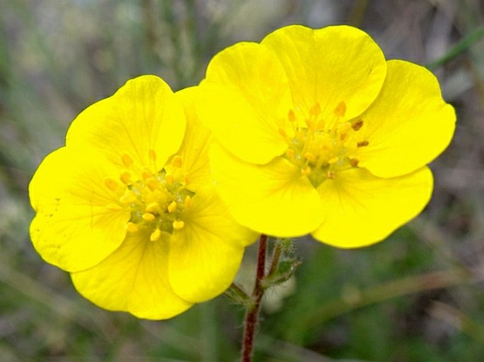 POTENTILLA VISIANII Pančić – mochna / nátržník