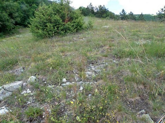 Potentilla visianii