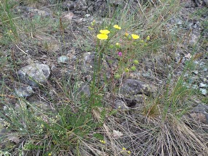 Potentilla visianii