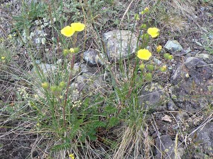 Potentilla visianii