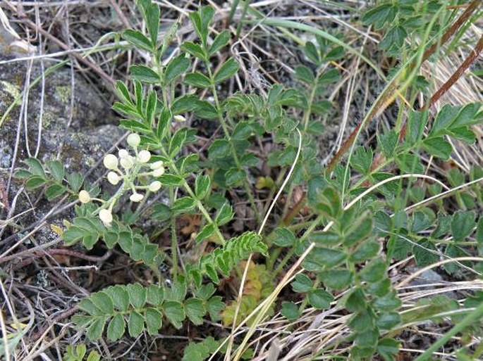 Potentilla visianii