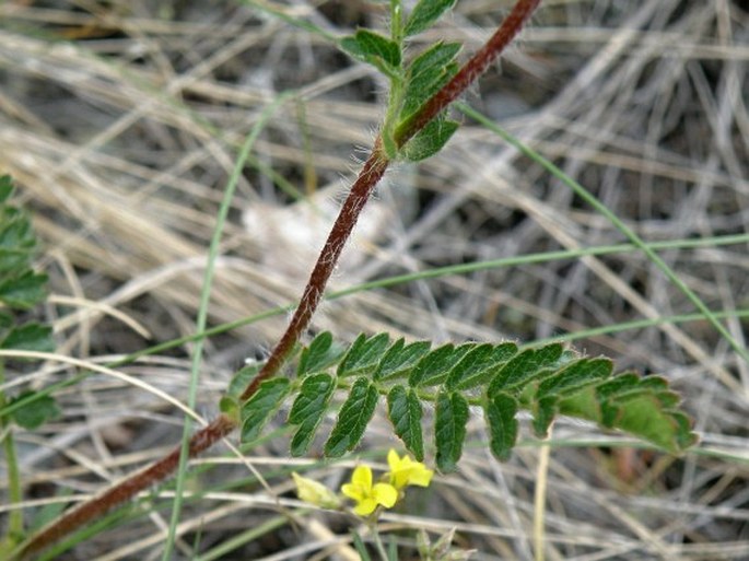 Potentilla visianii