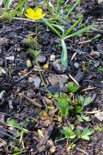 Potentilla flabellifolia