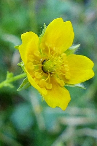 Potentilla flabellifolia