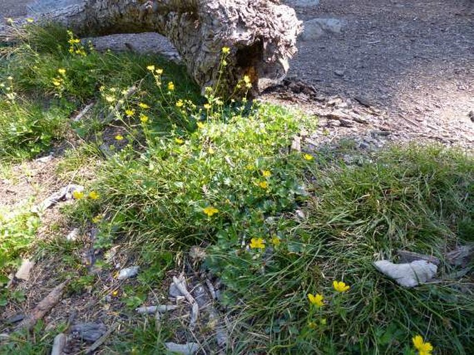 Potentilla flabellifolia