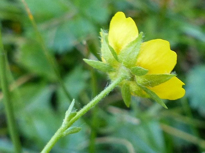 Potentilla flabellifolia