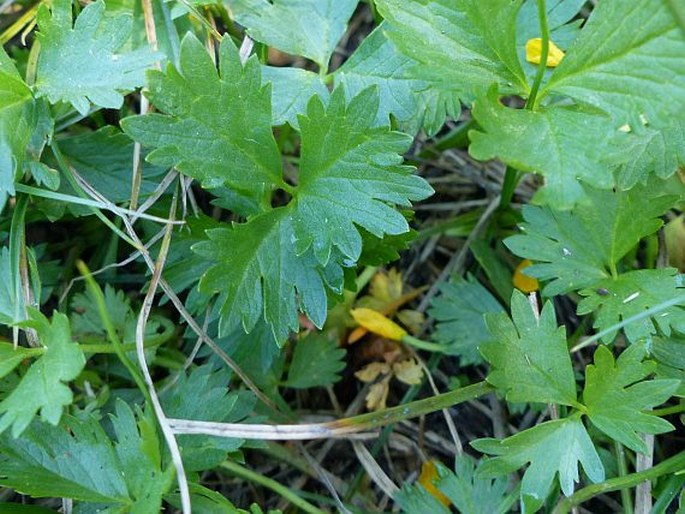 Potentilla flabellifolia