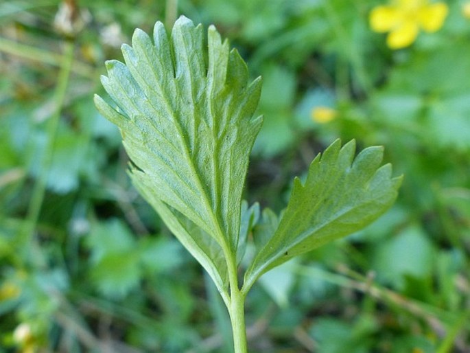 Potentilla flabellifolia