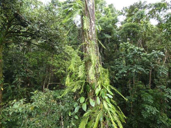 Pothos longipes