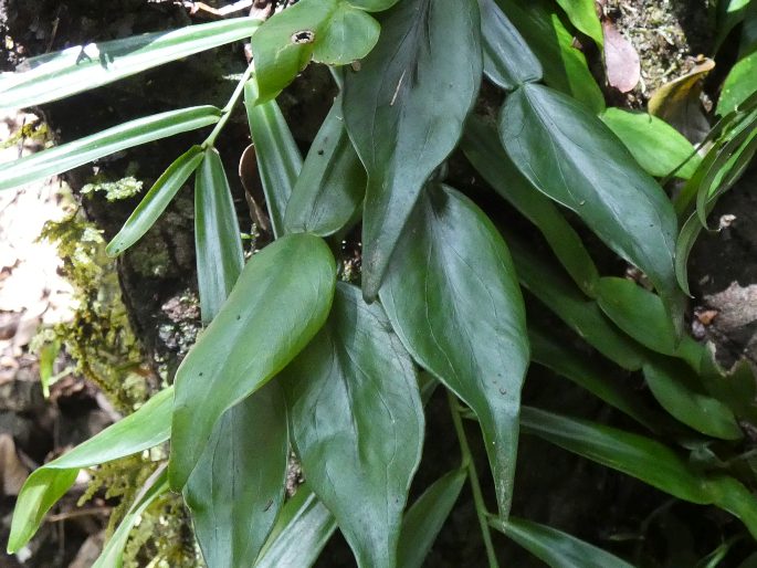 Pothos longipes