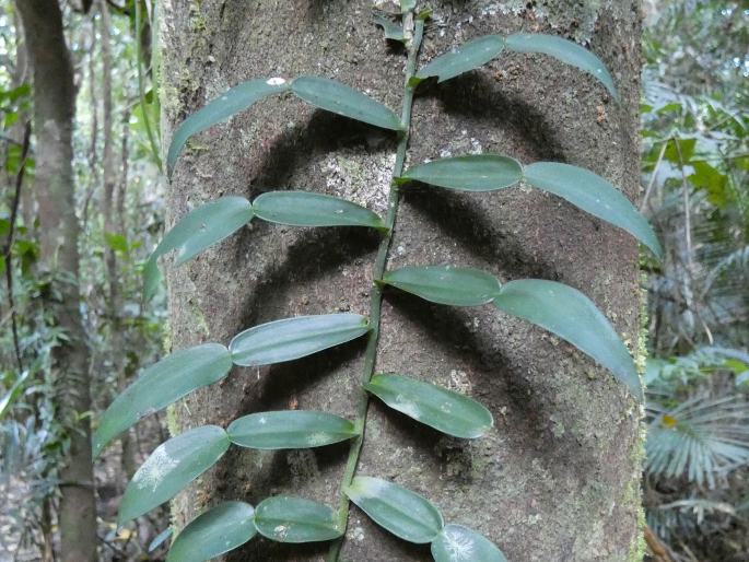 Pothos longipes