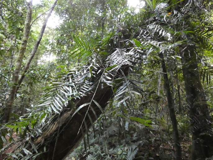 Pothos longipes