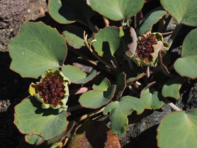 Pozoa coriacea