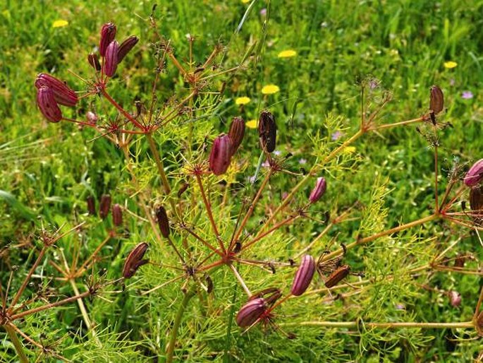 Prangos ferulacea