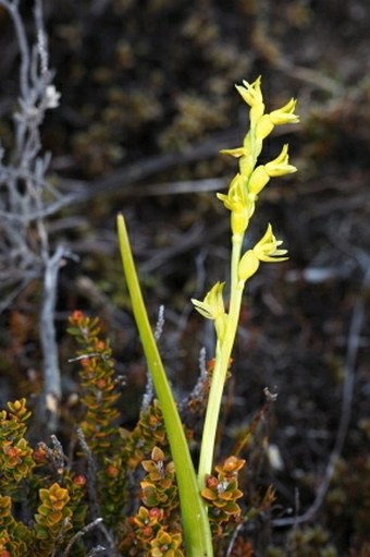 Prasophyllum colensoi