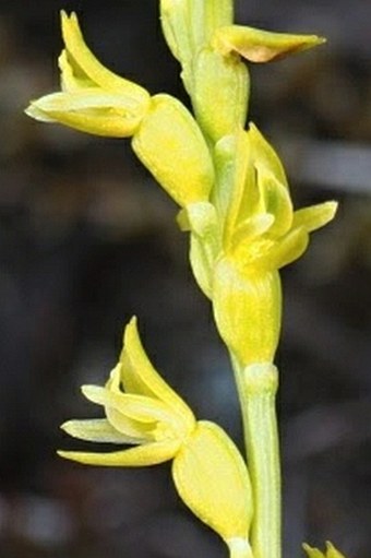 Prasophyllum colensoi